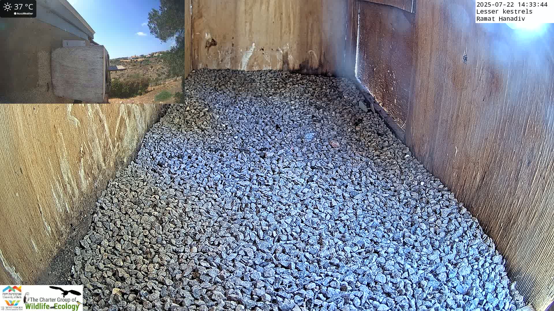 Ramat Hanadiv Plateau & Lesser Kestrel Feeding Live Cam - Ramat Hanadiv, Zikhron Ya'akov, Haifa, Israel