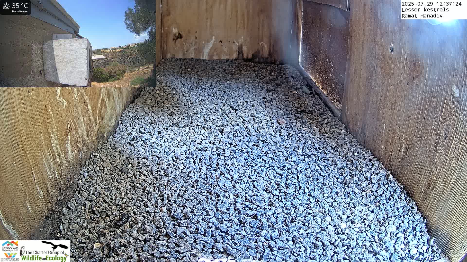 Ramat Hanadiv Plateau & Lesser Kestrel Feeding Live Cam - Ramat Hanadiv, Zikhron Ya'akov, Haifa, Israel