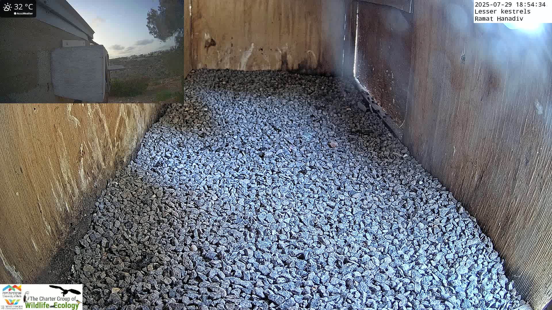 Ramat Hanadiv Plateau & Lesser Kestrel Feeding Live Cam - Ramat Hanadiv, Zikhron Ya'akov, Haifa, Israel
