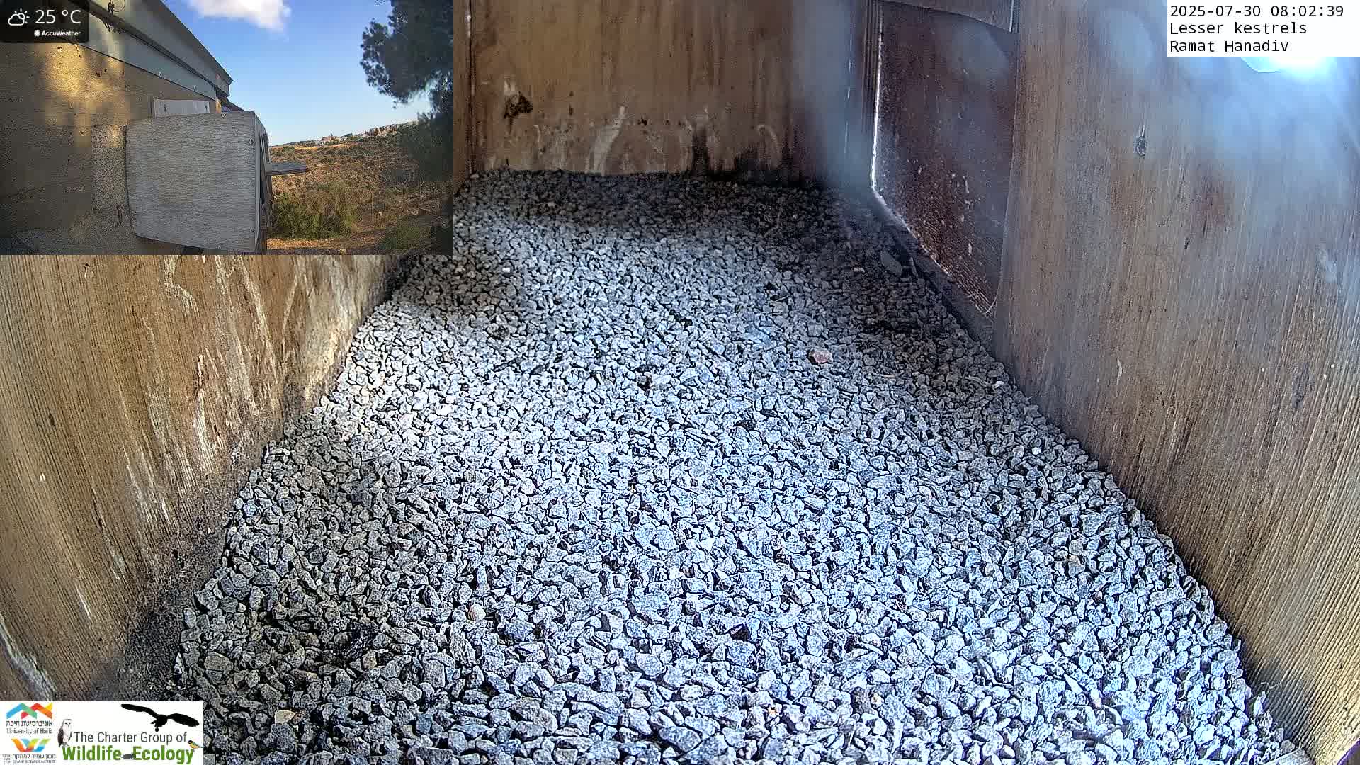 Ramat Hanadiv Plateau & Lesser Kestrel Feeding Live Cam - Ramat Hanadiv, Zikhron Ya'akov, Haifa, Israel