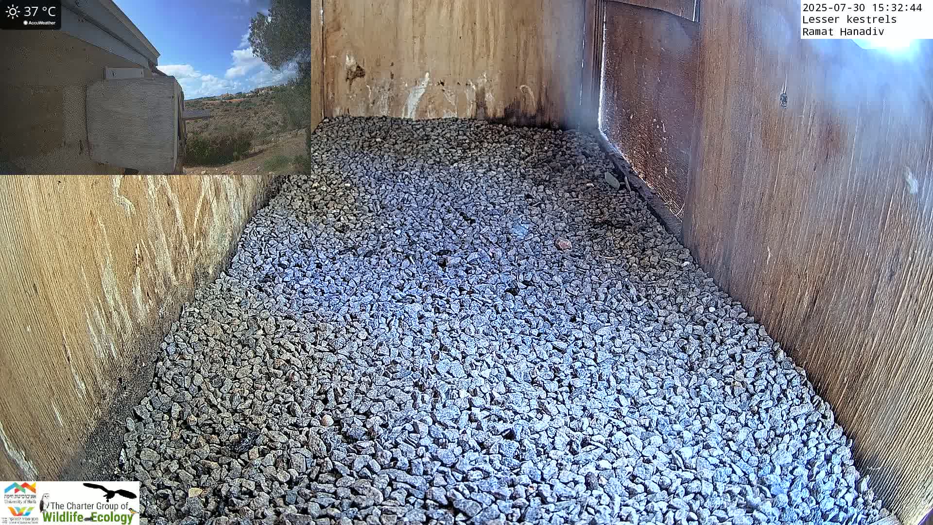 Ramat Hanadiv Plateau & Lesser Kestrel Feeding Live Cam - Ramat Hanadiv, Zikhron Ya'akov, Haifa, Israel