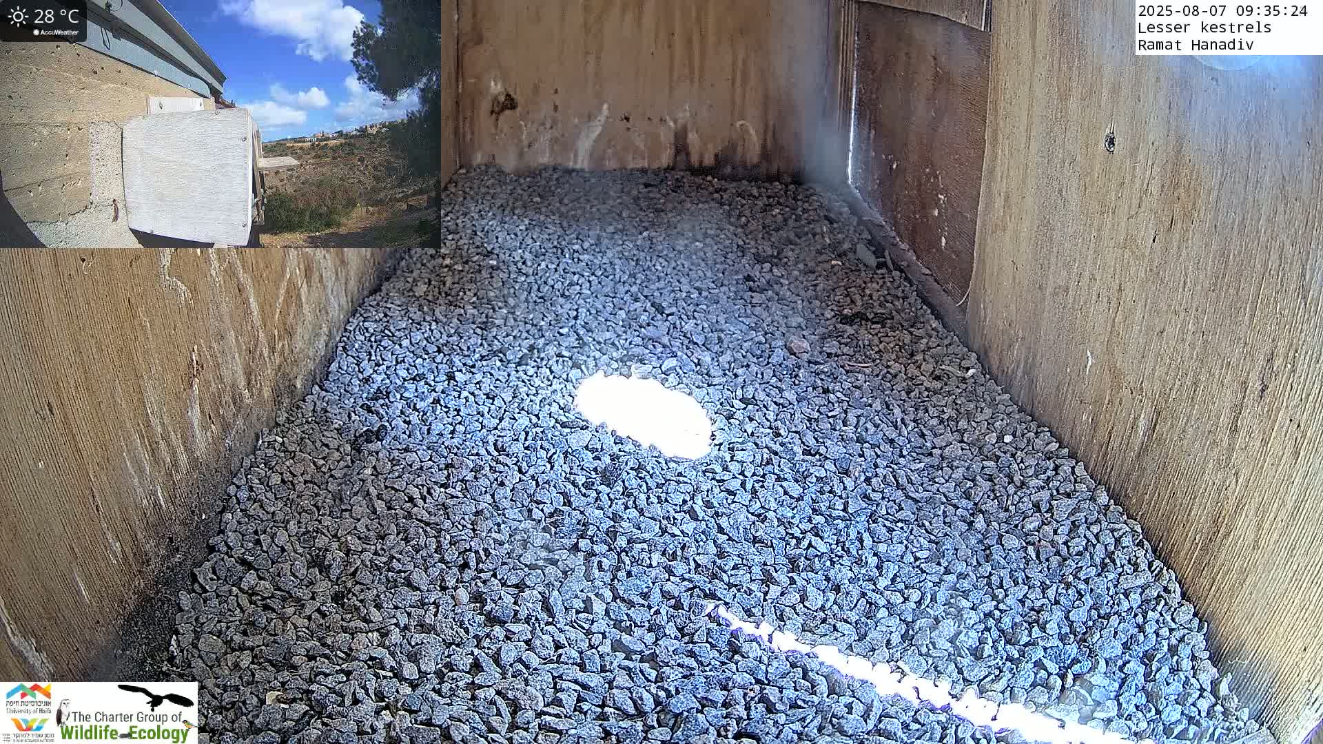 Ramat Hanadiv Plateau & Lesser Kestrel Feeding Live Cam - Ramat Hanadiv, Zikhron Ya'akov, Haifa, Israel
