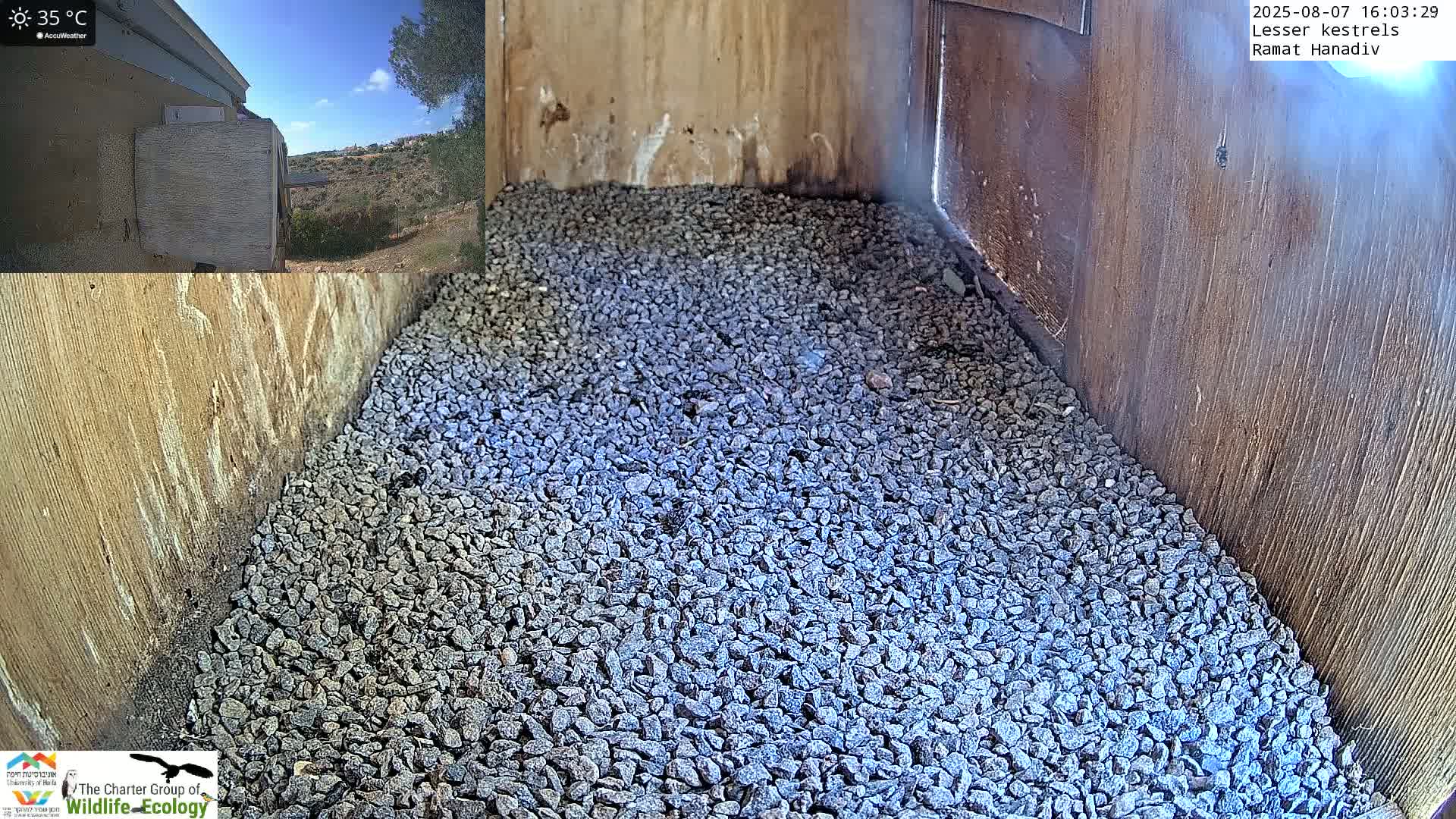 Ramat Hanadiv Plateau & Lesser Kestrel Feeding Live Cam - Ramat Hanadiv, Zikhron Ya'akov, Haifa, Israel