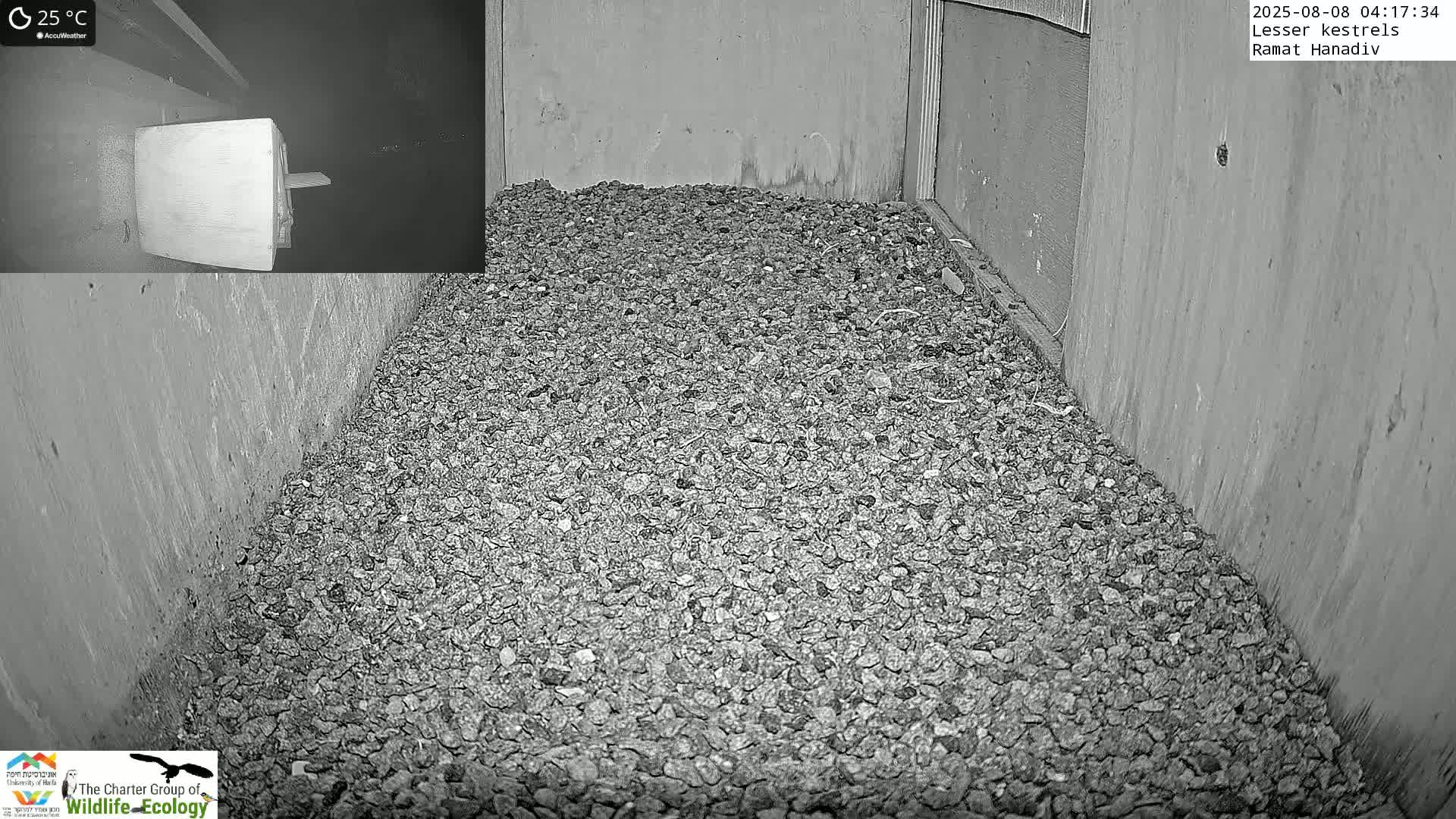 Ramat Hanadiv Plateau & Lesser Kestrel Feeding Live Cam - Ramat Hanadiv, Zikhron Ya'akov, Haifa, Israel