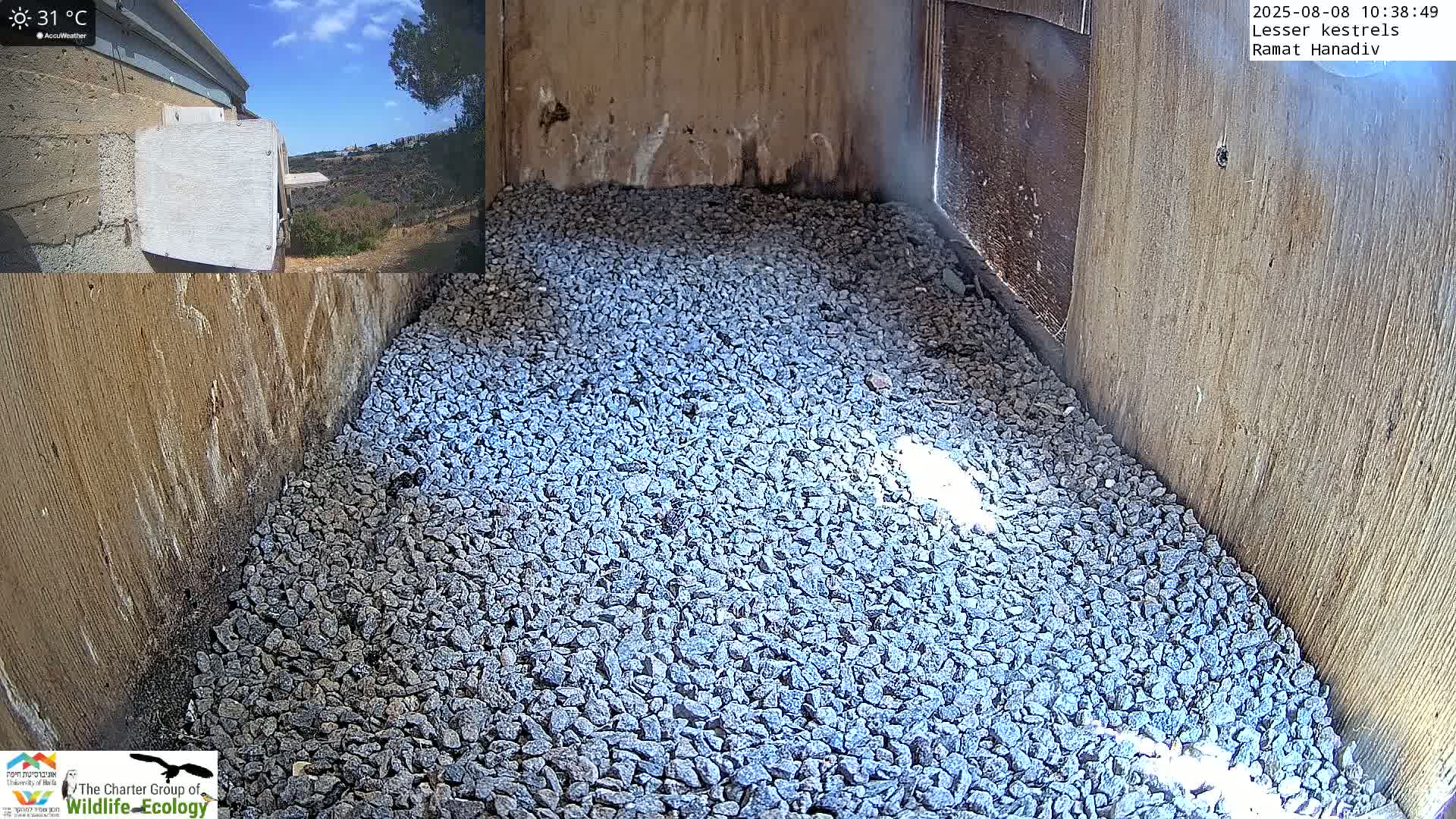 Ramat Hanadiv Plateau & Lesser Kestrel Feeding Live Cam - Ramat Hanadiv, Zikhron Ya'akov, Haifa, Israel