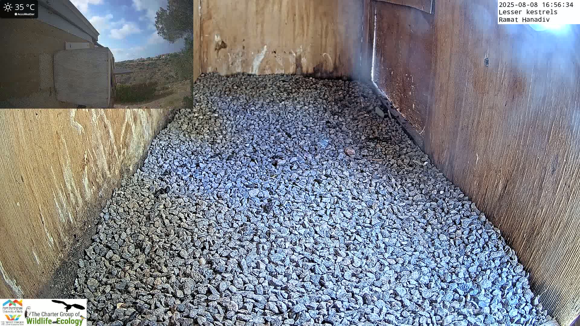 Ramat Hanadiv Plateau & Lesser Kestrel Feeding Live Cam - Ramat Hanadiv, Zikhron Ya'akov, Haifa, Israel