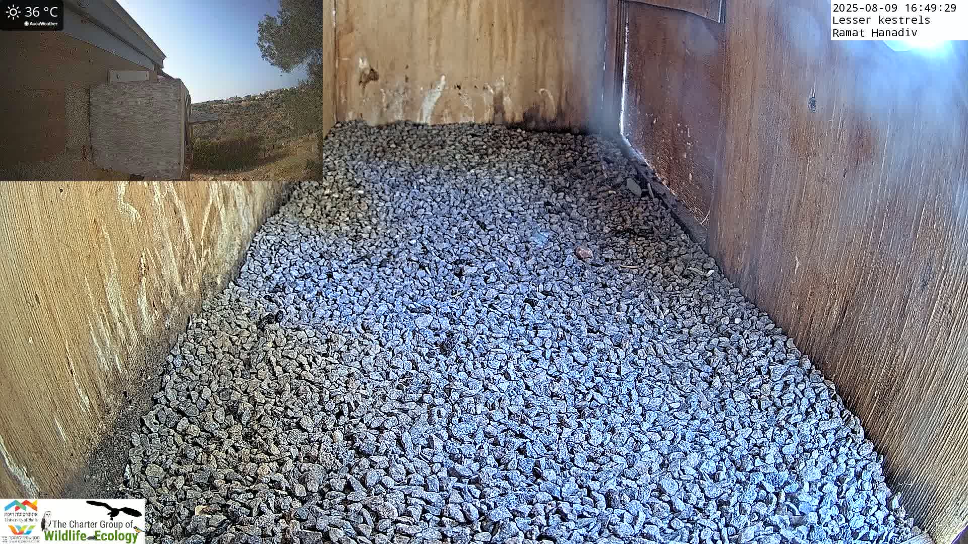 Ramat Hanadiv Plateau & Lesser Kestrel Feeding Live Cam - Ramat Hanadiv, Zikhron Ya'akov, Haifa, Israel