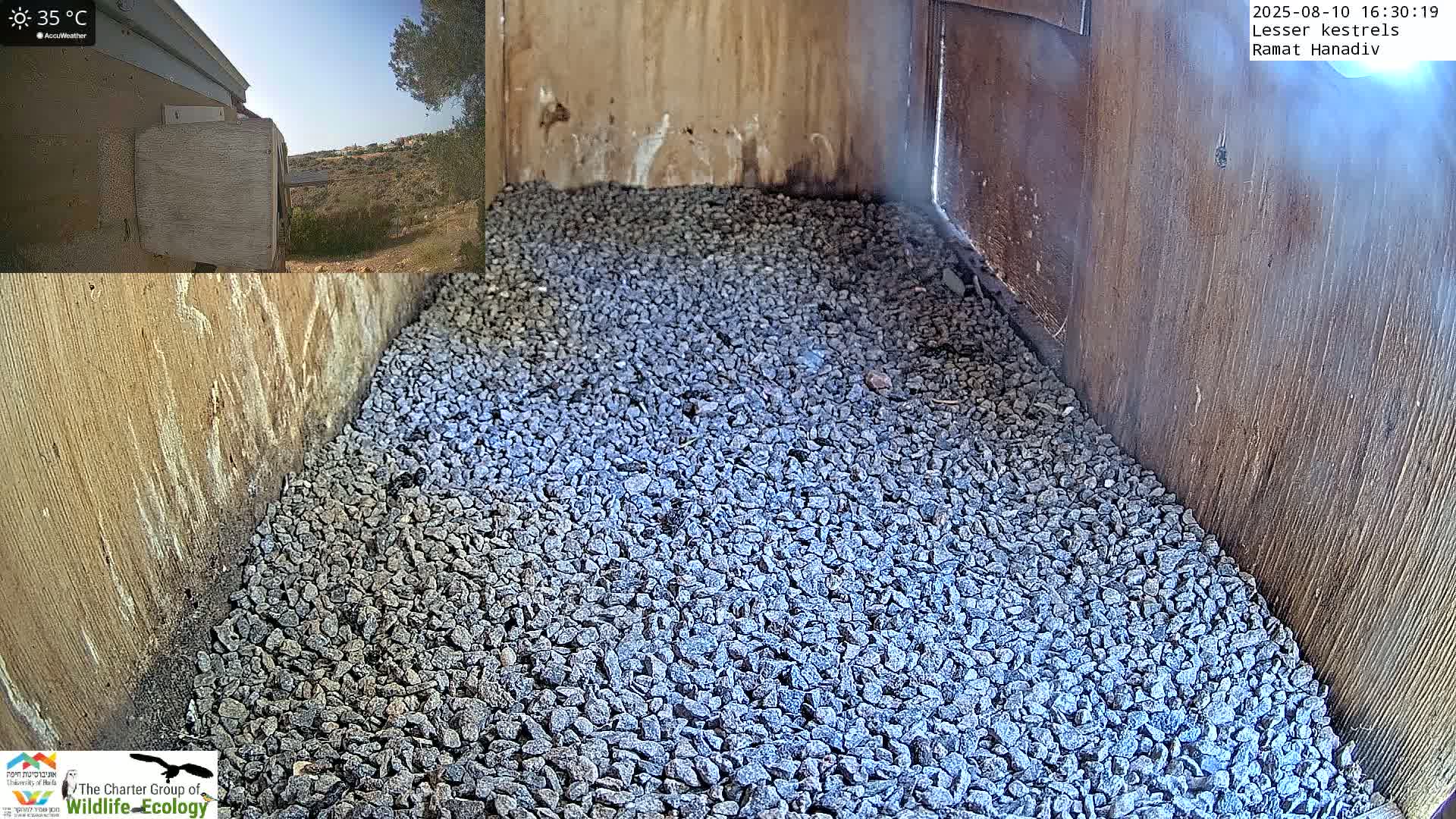Ramat Hanadiv Plateau & Lesser Kestrel Feeding Live Cam - Ramat Hanadiv, Zikhron Ya'akov, Haifa, Israel