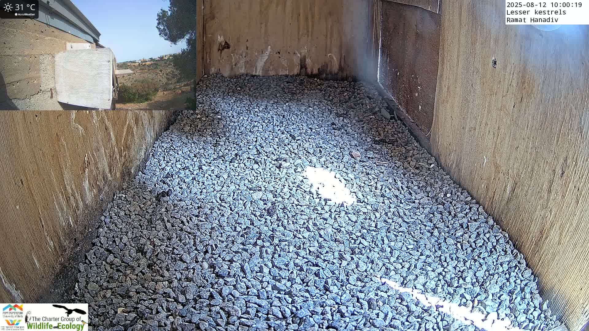 Ramat Hanadiv Plateau & Lesser Kestrel Feeding Live Cam - Ramat Hanadiv, Zikhron Ya'akov, Haifa, Israel