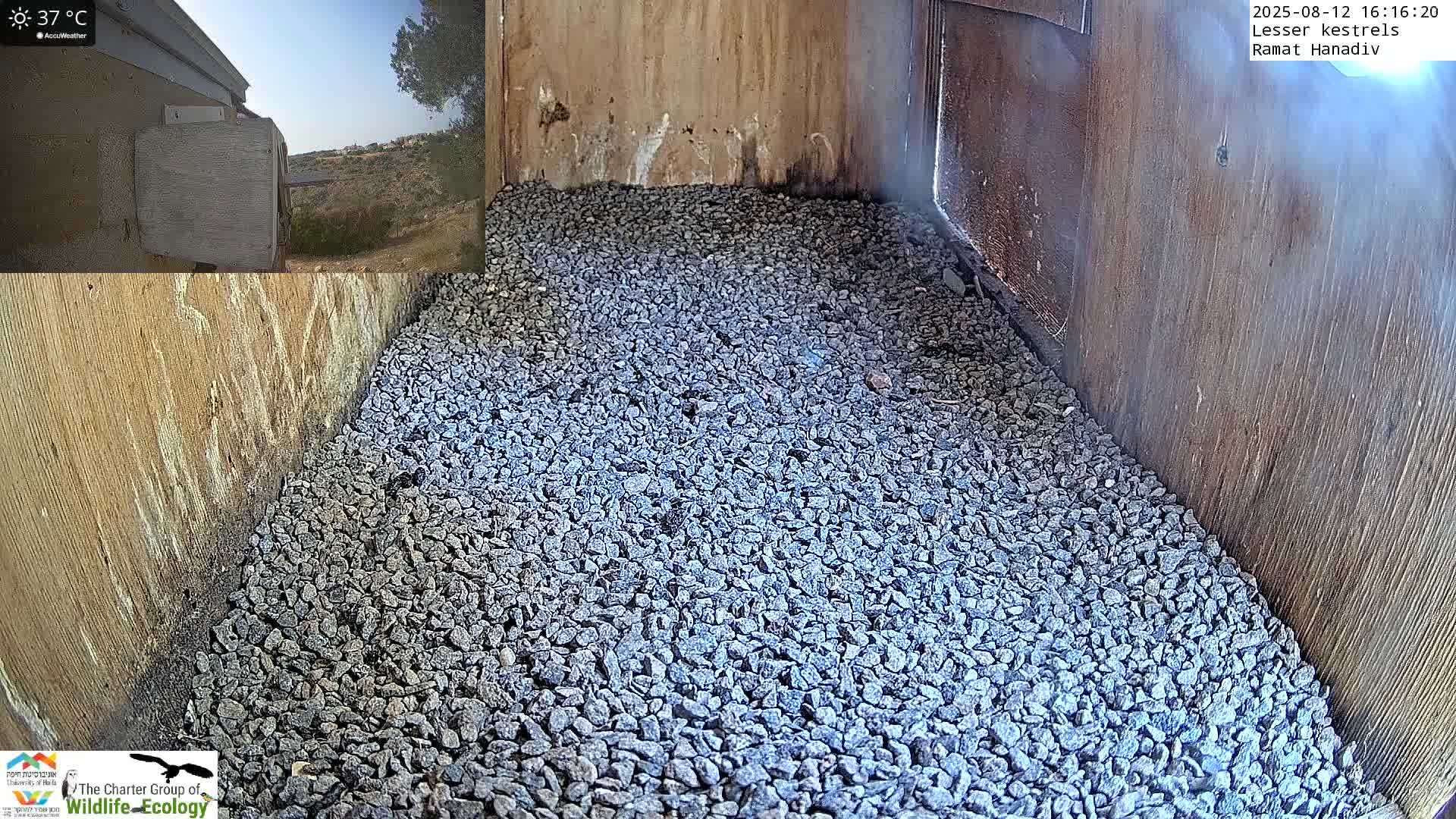 Ramat Hanadiv Plateau & Lesser Kestrel Feeding Live Cam - Ramat Hanadiv, Zikhron Ya'akov, Haifa, Israel