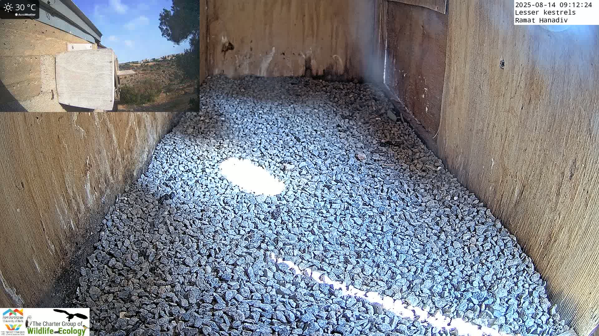 Ramat Hanadiv Plateau & Lesser Kestrel Feeding Live Cam - Ramat Hanadiv, Zikhron Ya'akov, Haifa, Israel