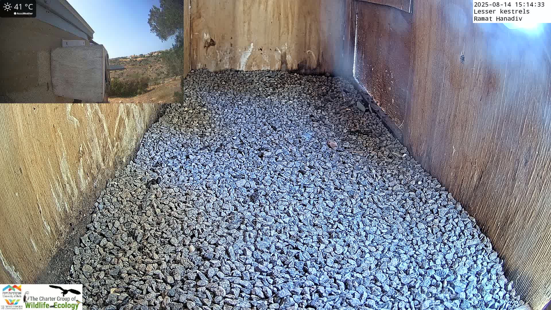 Ramat Hanadiv Plateau & Lesser Kestrel Feeding Live Cam - Ramat Hanadiv, Zikhron Ya'akov, Haifa, Israel