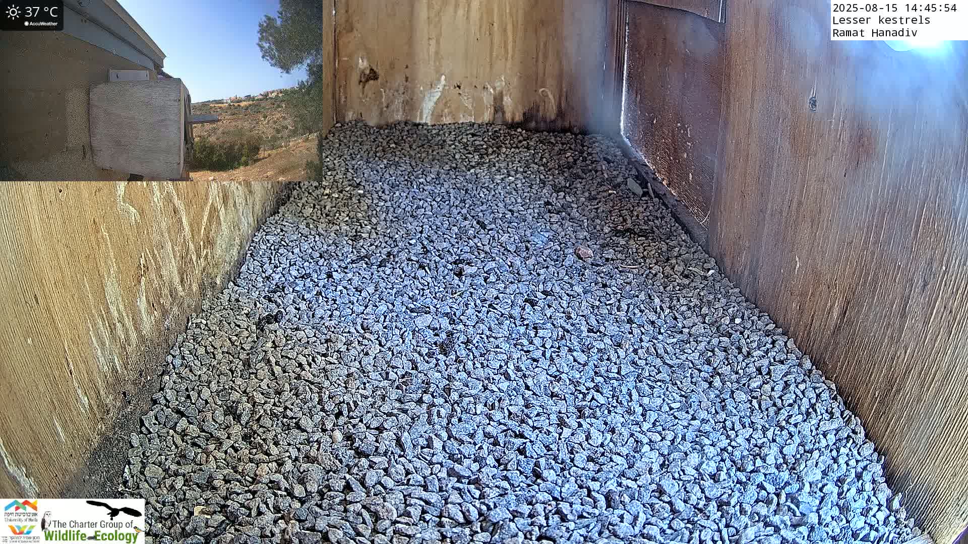 The interior of a birdhouse, filled with small gray gravel, is shown on a sunny 31°C day.