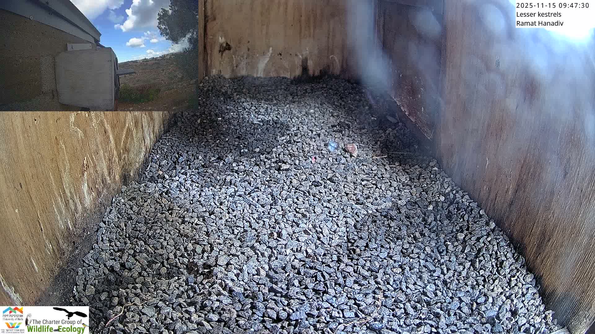 Ramat Hanadiv Plateau & Lesser Kestrel Feeding Live Cam - Ramat Hanadiv, Zikhron Ya'akov, Haifa, Israel