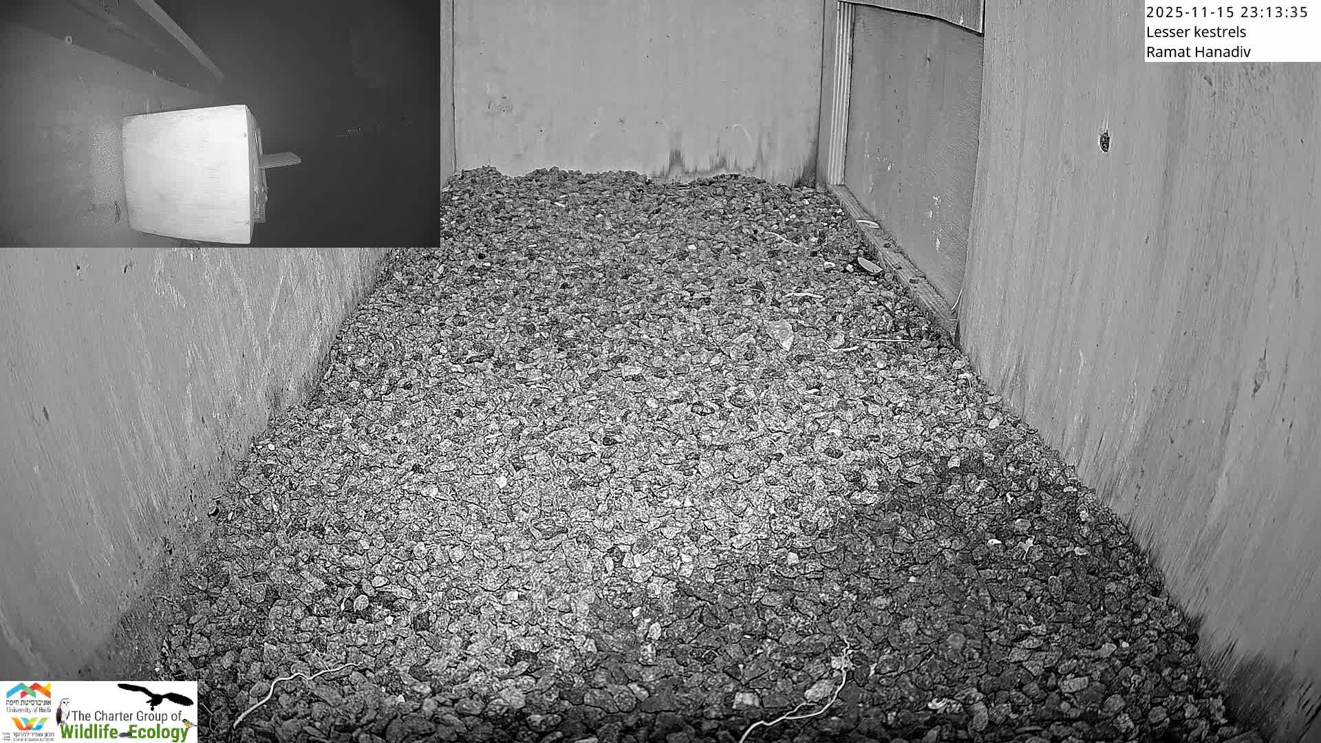 Ramat Hanadiv Plateau & Lesser Kestrel Feeding Live Cam - Ramat Hanadiv, Zikhron Ya'akov, Haifa, Israel
