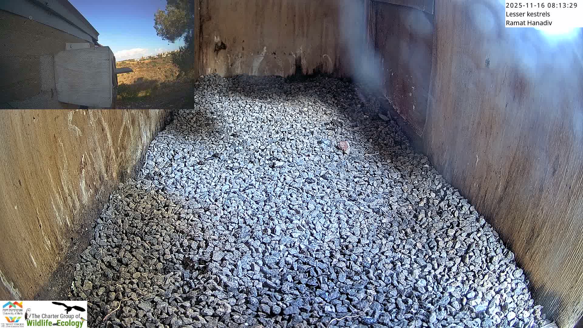 Ramat Hanadiv Plateau & Lesser Kestrel Feeding Live Cam - Ramat Hanadiv, Zikhron Ya'akov, Haifa, Israel