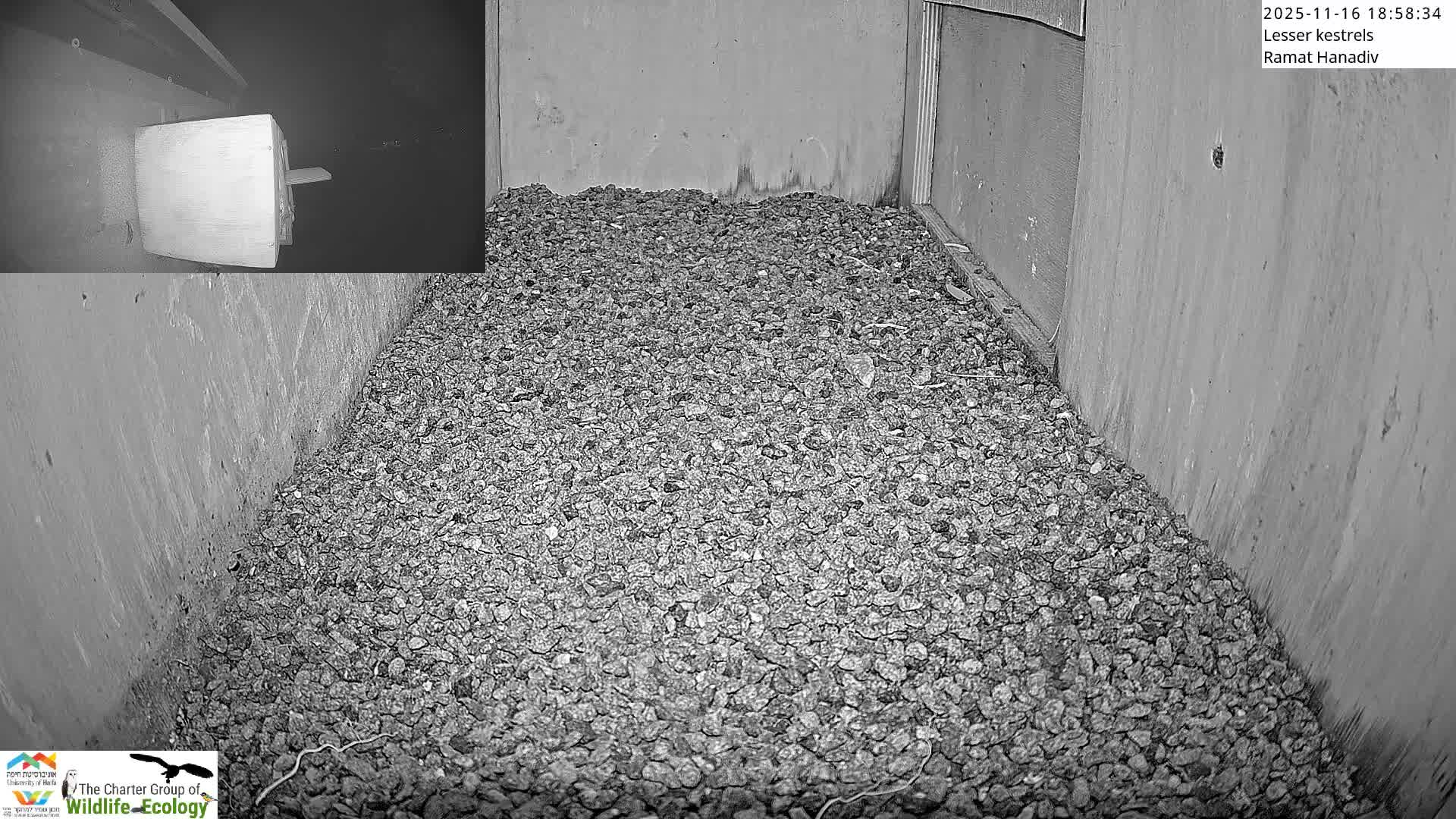 Ramat Hanadiv Plateau & Lesser Kestrel Feeding Live Cam - Ramat Hanadiv, Zikhron Ya'akov, Haifa, Israel