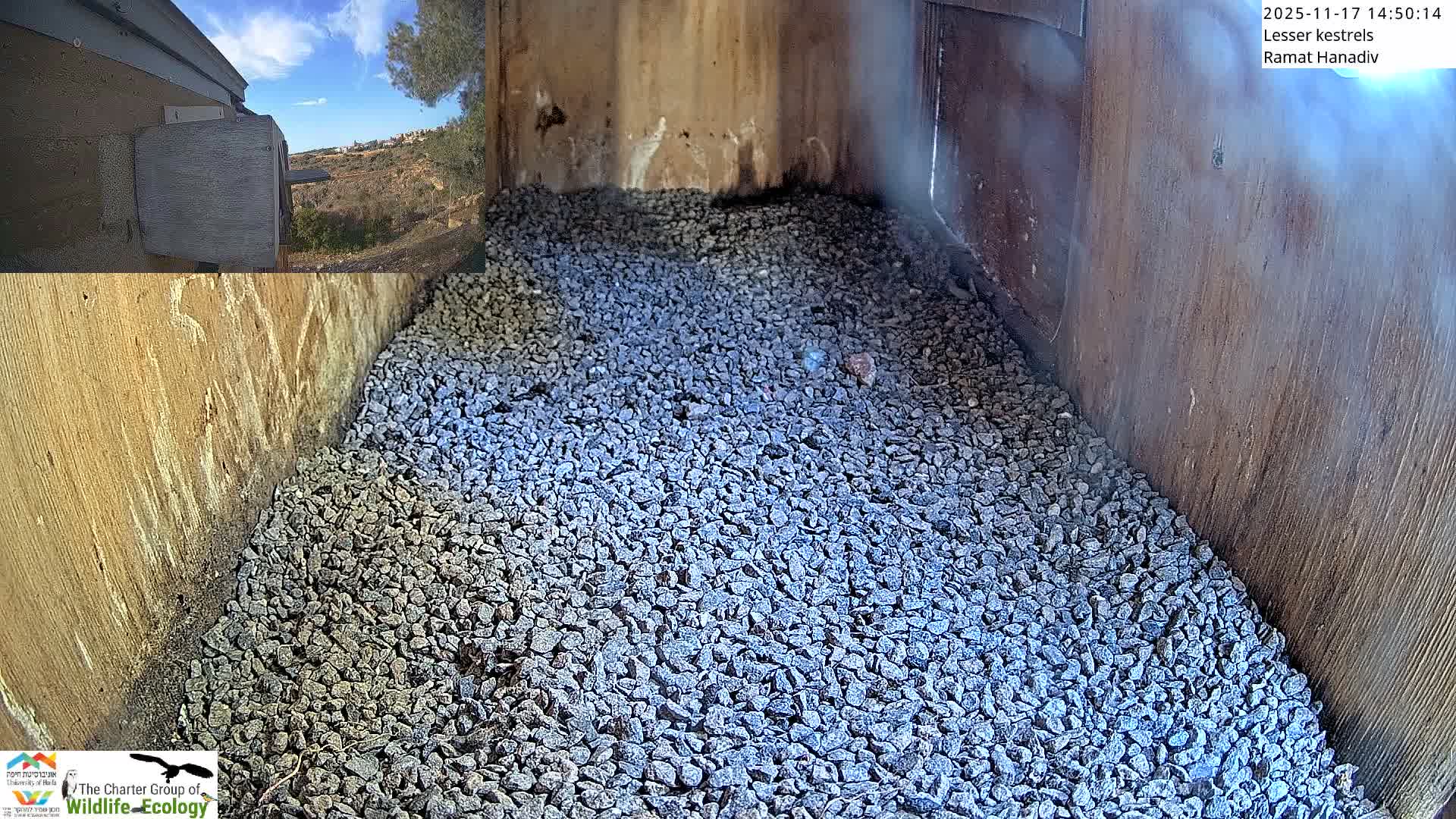 Ramat Hanadiv Plateau & Lesser Kestrel Feeding Live Cam - Ramat Hanadiv, Zikhron Ya'akov, Haifa, Israel