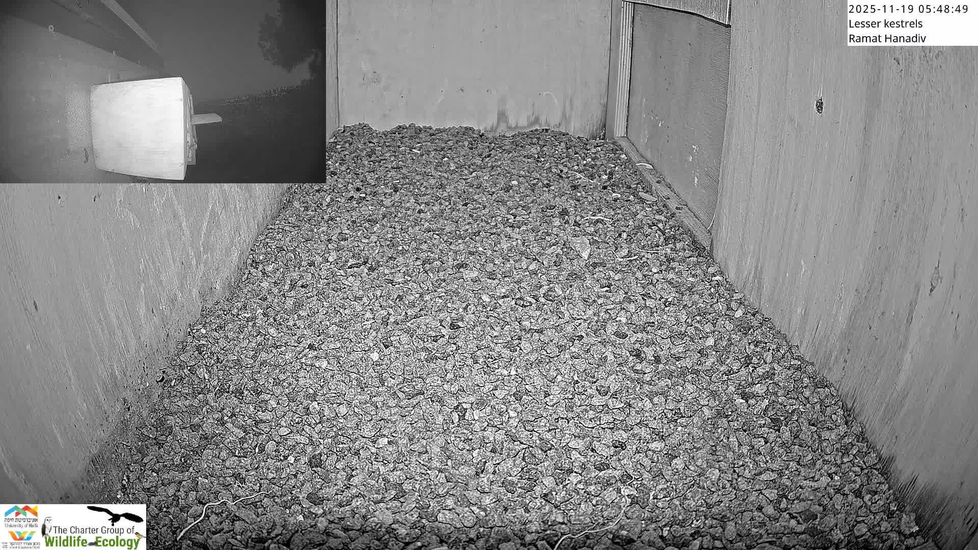 Ramat Hanadiv Plateau & Lesser Kestrel Feeding Live Cam - Ramat Hanadiv, Zikhron Ya'akov, Haifa, Israel