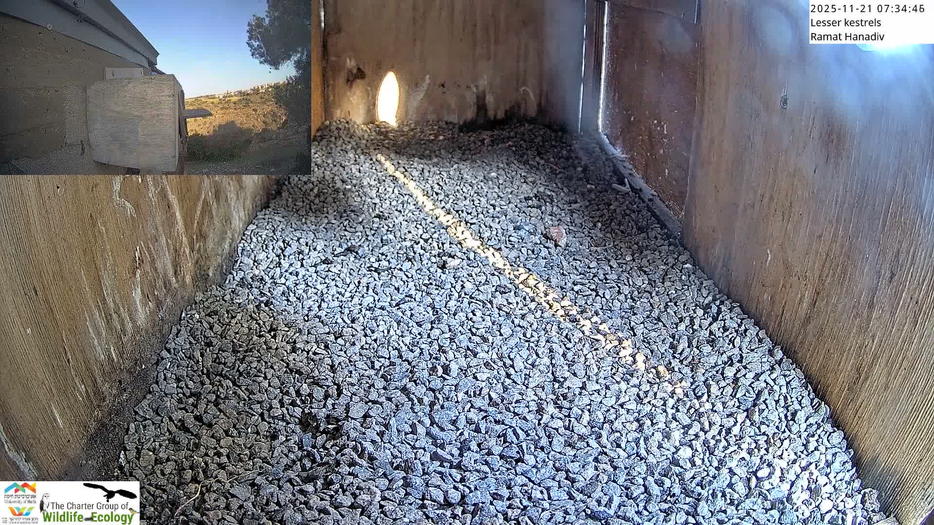 Ramat Hanadiv Plateau & Lesser Kestrel Feeding Live Cam - Ramat Hanadiv, Zikhron Ya'akov, Haifa, Israel