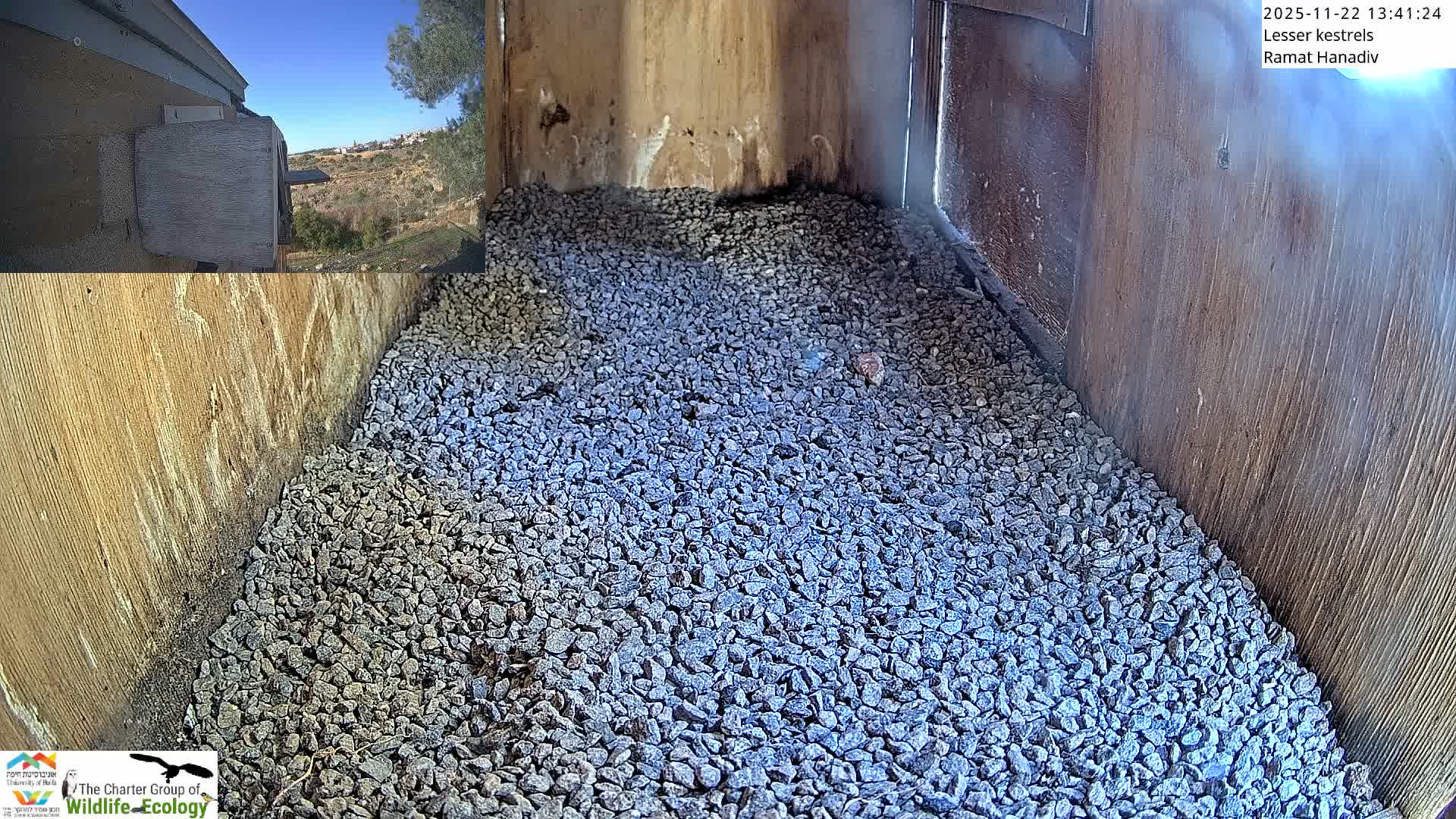 Ramat Hanadiv Plateau & Lesser Kestrel Feeding Live Cam - Ramat Hanadiv, Zikhron Ya'akov, Haifa, Israel