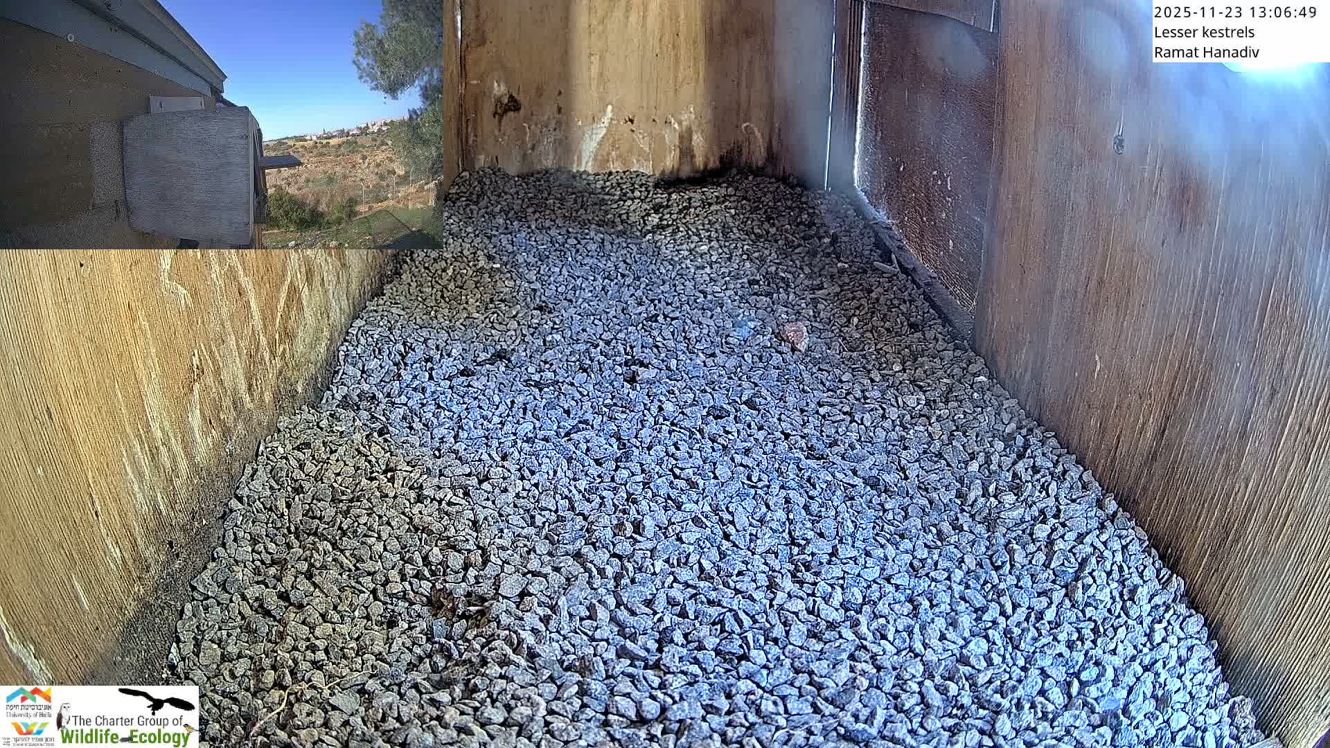 Ramat Hanadiv Plateau & Lesser Kestrel Feeding Live Cam - Ramat Hanadiv, Zikhron Ya'akov, Haifa, Israel