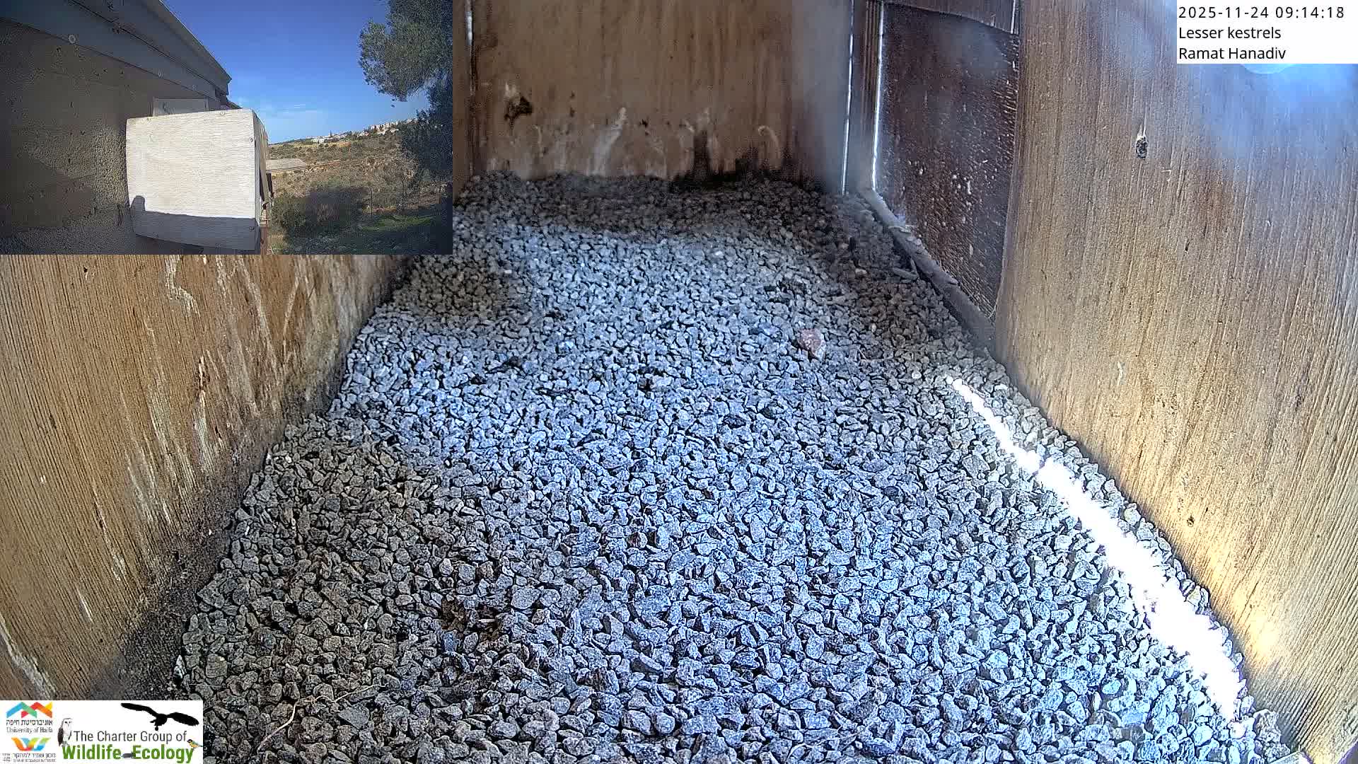Ramat Hanadiv Plateau & Lesser Kestrel Feeding Live Cam - Ramat Hanadiv, Zikhron Ya'akov, Haifa, Israel