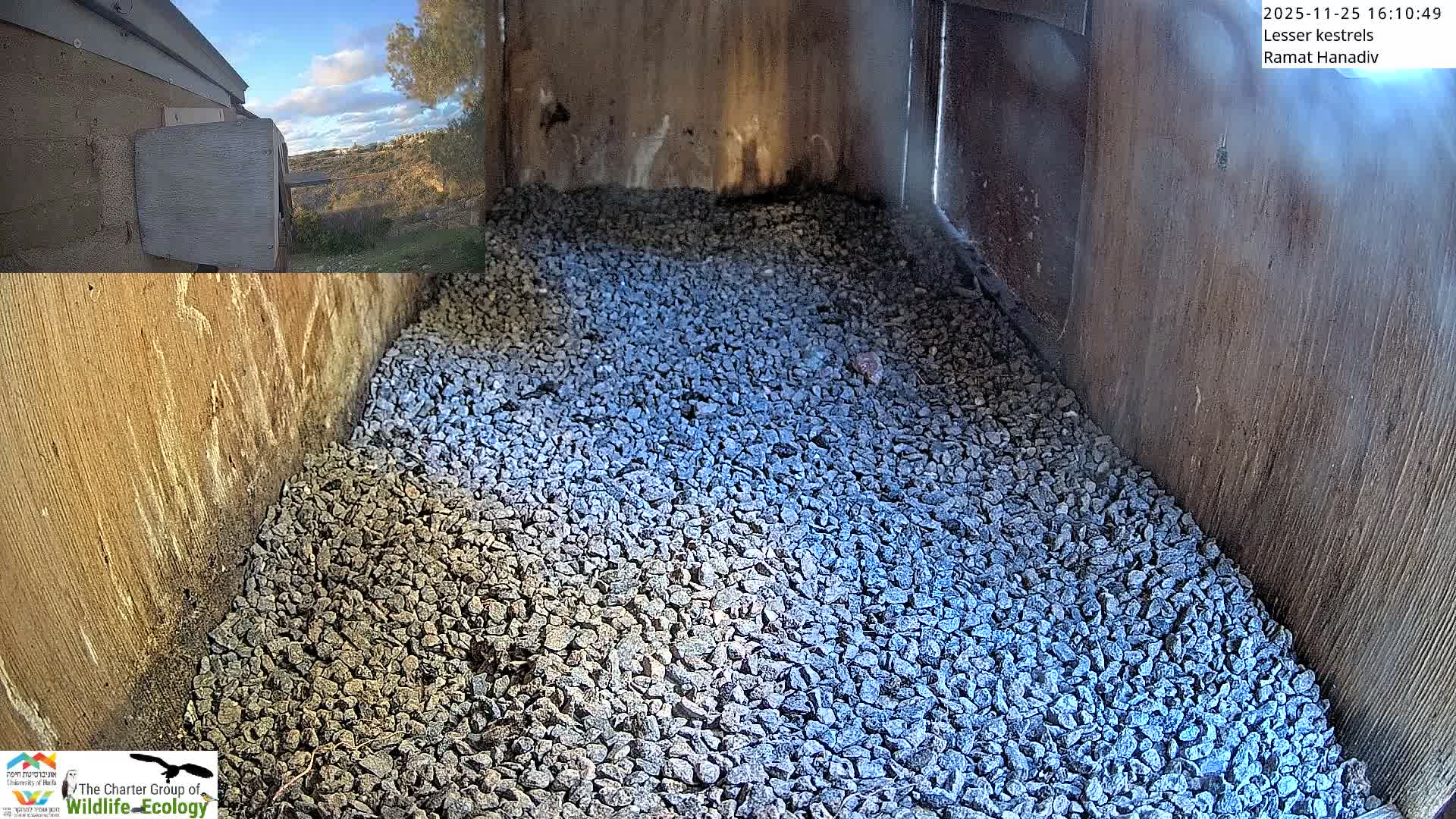 Ramat Hanadiv Plateau & Lesser Kestrel Feeding Live Cam - Ramat Hanadiv, Zikhron Ya'akov, Haifa, Israel