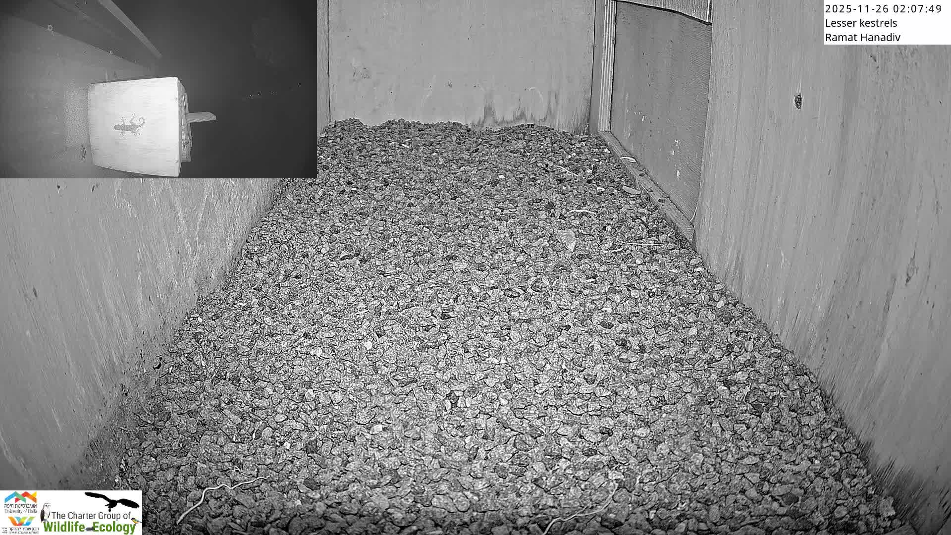 Ramat Hanadiv Plateau & Lesser Kestrel Feeding Live Cam - Ramat Hanadiv, Zikhron Ya'akov, Haifa, Israel