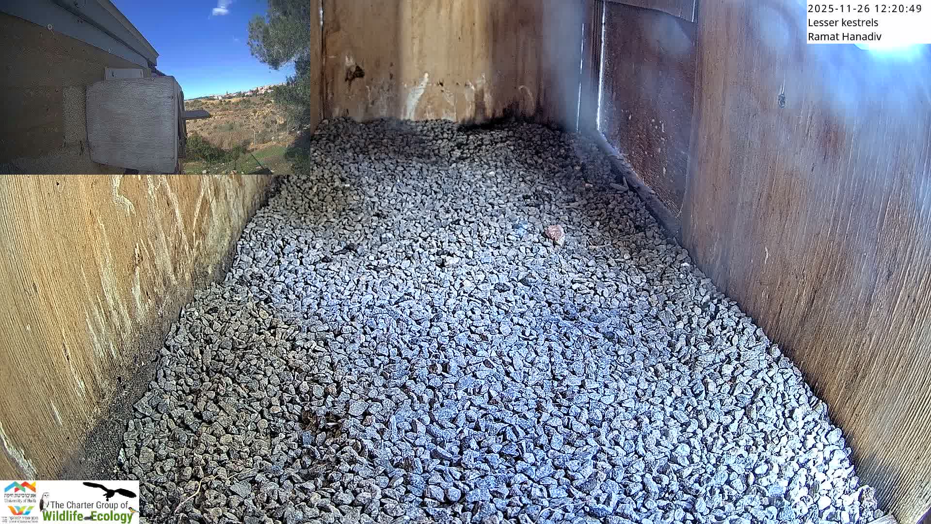 Ramat Hanadiv Plateau & Lesser Kestrel Feeding Live Cam - Ramat Hanadiv, Zikhron Ya'akov, Haifa, Israel