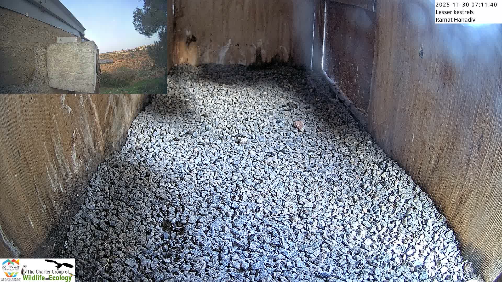 Ramat Hanadiv Plateau & Lesser Kestrel Feeding Live Cam - Ramat Hanadiv, Zikhron Ya'akov, Haifa, Israel