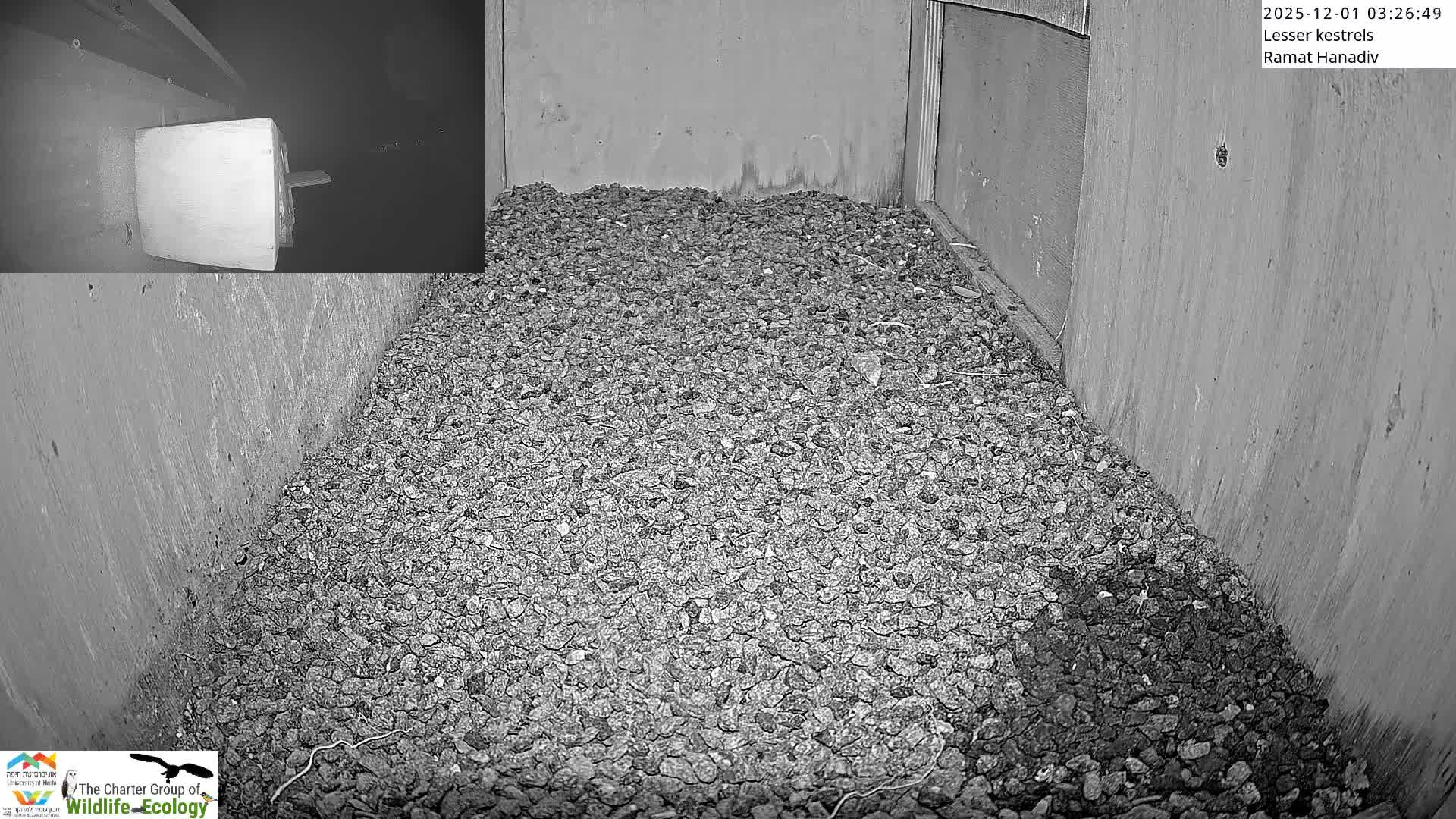 Ramat Hanadiv Plateau & Lesser Kestrel Feeding Live Cam - Ramat Hanadiv, Zikhron Ya'akov, Haifa, Israel
