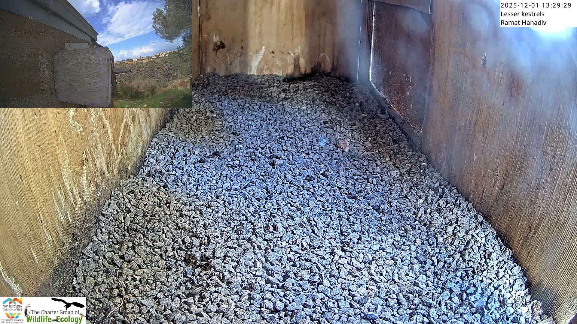 Ramat Hanadiv Plateau & Lesser Kestrel Feeding Live Cam - Ramat Hanadiv, Zikhron Ya'akov, Haifa, Israel