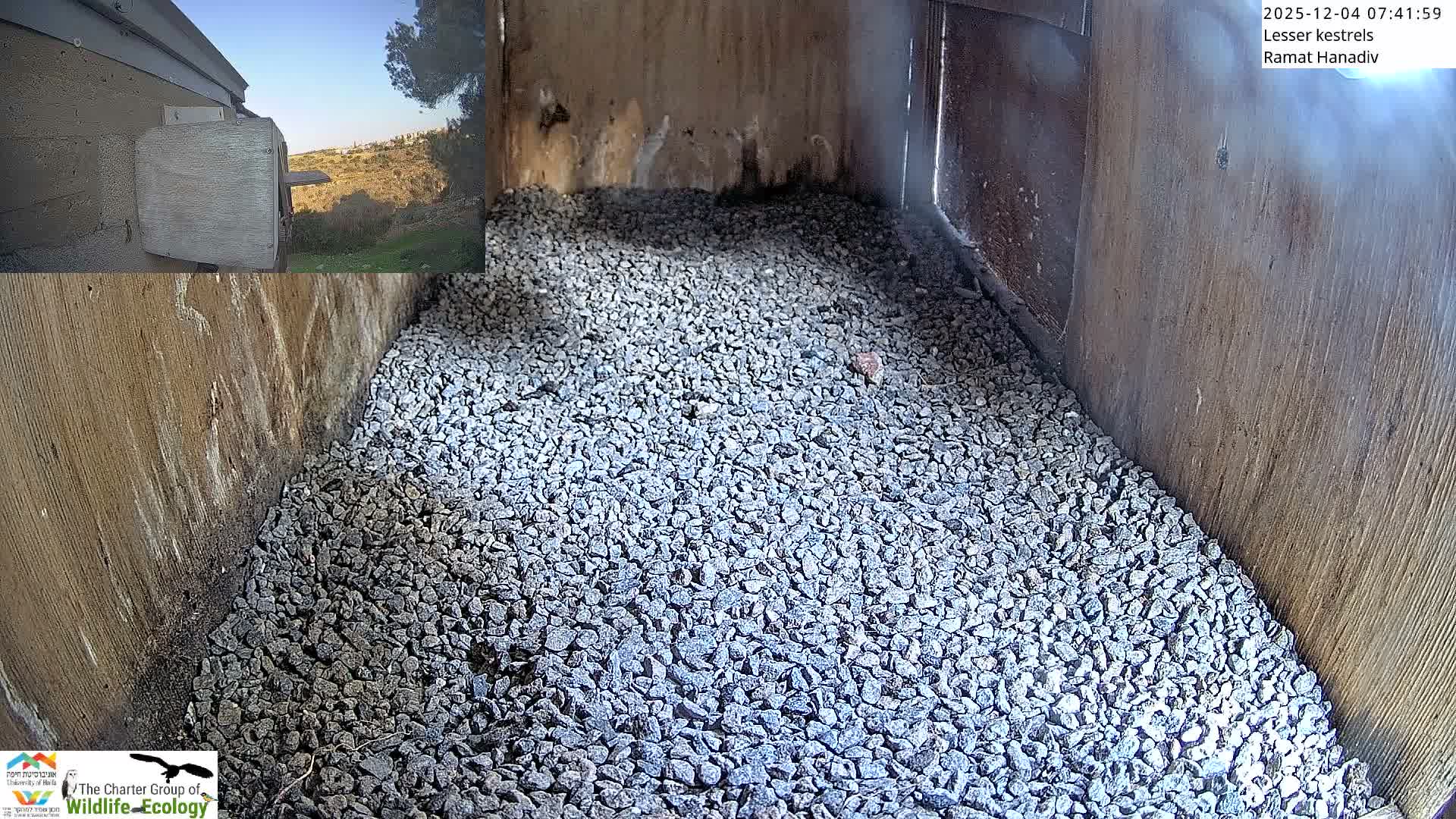 Ramat Hanadiv Plateau & Lesser Kestrel Feeding Live Cam - Ramat Hanadiv, Zikhron Ya'akov, Haifa, Israel