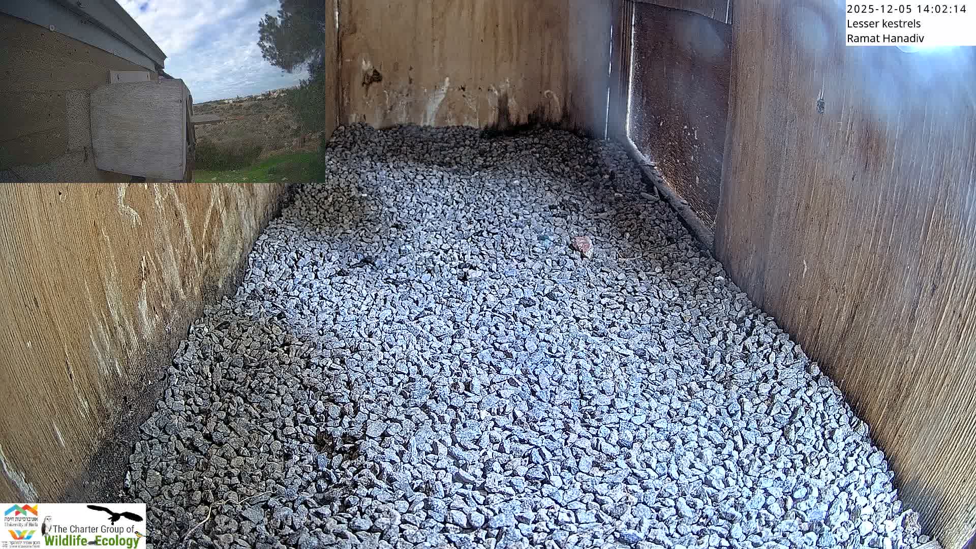 Ramat Hanadiv Plateau & Lesser Kestrel Feeding Live Cam - Ramat Hanadiv, Zikhron Ya'akov, Haifa, Israel