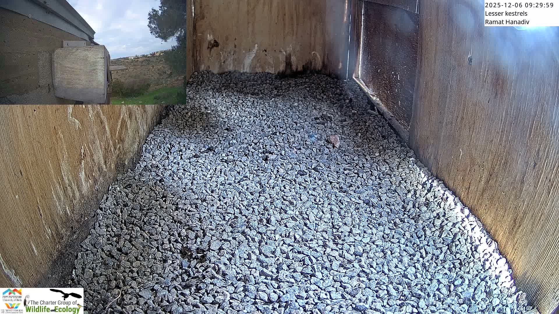 Ramat Hanadiv Plateau & Lesser Kestrel Feeding Live Cam - Ramat Hanadiv, Zikhron Ya'akov, Haifa, Israel