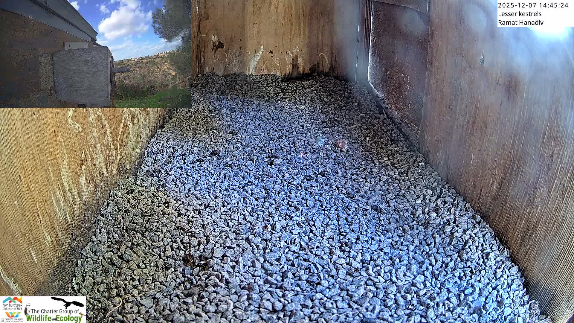 Ramat Hanadiv Plateau & Lesser Kestrel Feeding Live Cam - Ramat Hanadiv, Zikhron Ya'akov, Haifa, Israel