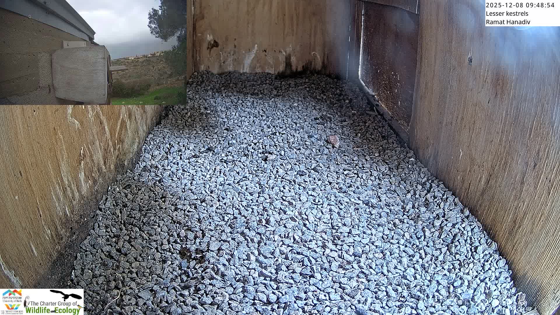 Ramat Hanadiv Plateau & Lesser Kestrel Feeding Live Cam - Ramat Hanadiv, Zikhron Ya'akov, Haifa, Israel