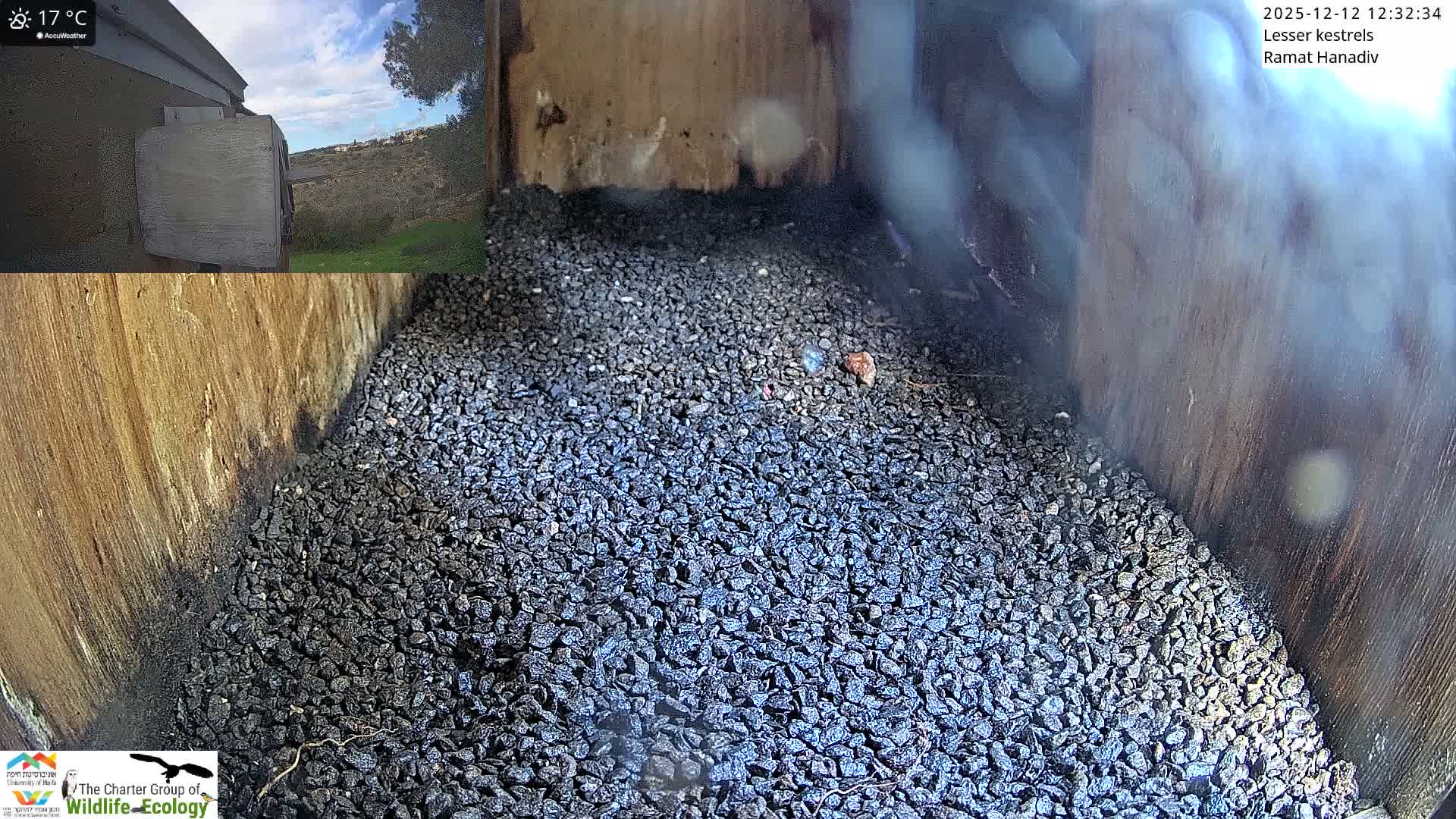 Ramat Hanadiv Plateau & Lesser Kestrel Feeding Live Cam - Ramat Hanadiv, Zikhron Ya'akov, Haifa, Israel