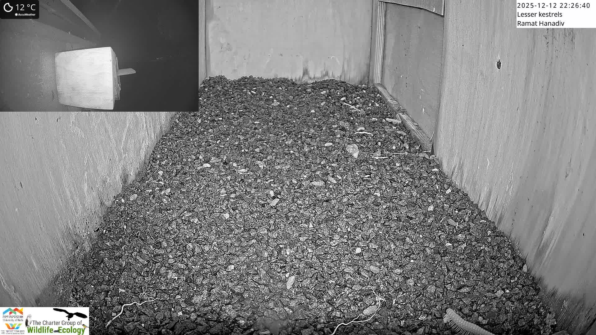 Ramat Hanadiv Plateau & Lesser Kestrel Feeding Live Cam - Ramat Hanadiv, Zikhron Ya'akov, Haifa, Israel