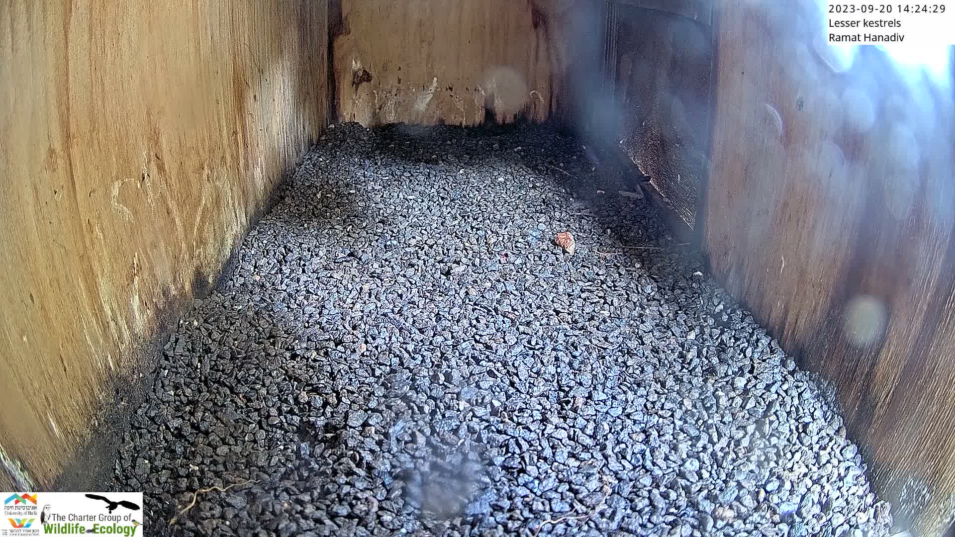 Ramat Hanadiv Plateau & Lesser Kestrel Feeding Live Cam - Ramat Hanadiv, Zikhron Ya'akov, Haifa, Israel