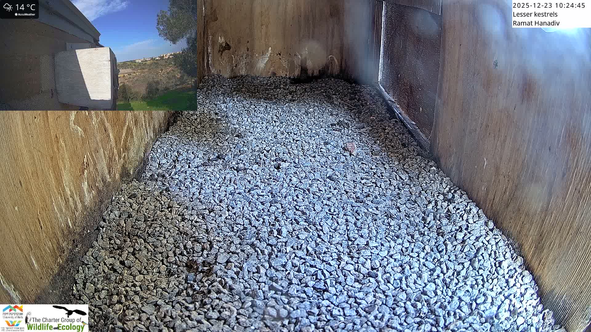 Ramat Hanadiv Plateau & Lesser Kestrel Feeding Live Cam - Ramat Hanadiv, Zikhron Ya'akov, Haifa, Israel