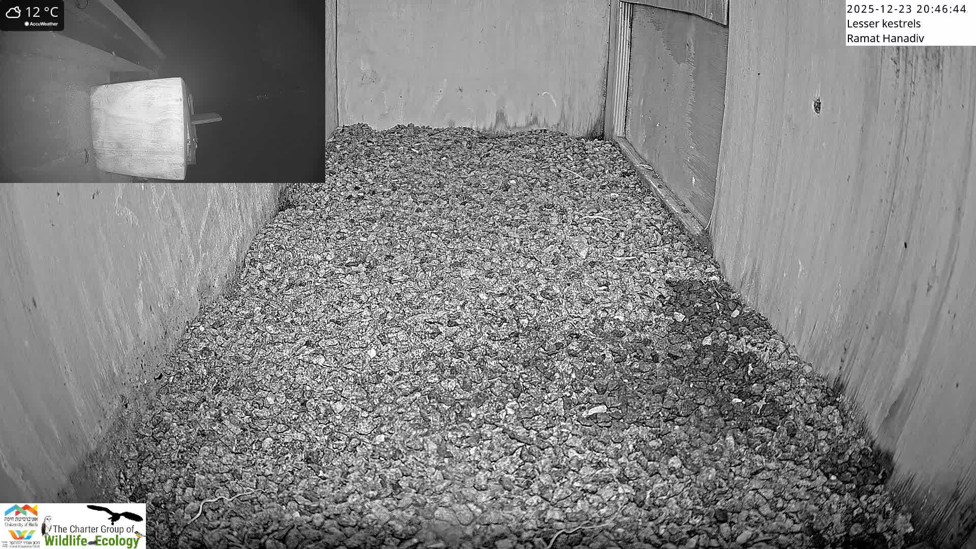 Ramat Hanadiv Plateau & Lesser Kestrel Feeding Live Cam - Ramat Hanadiv, Zikhron Ya'akov, Haifa, Israel