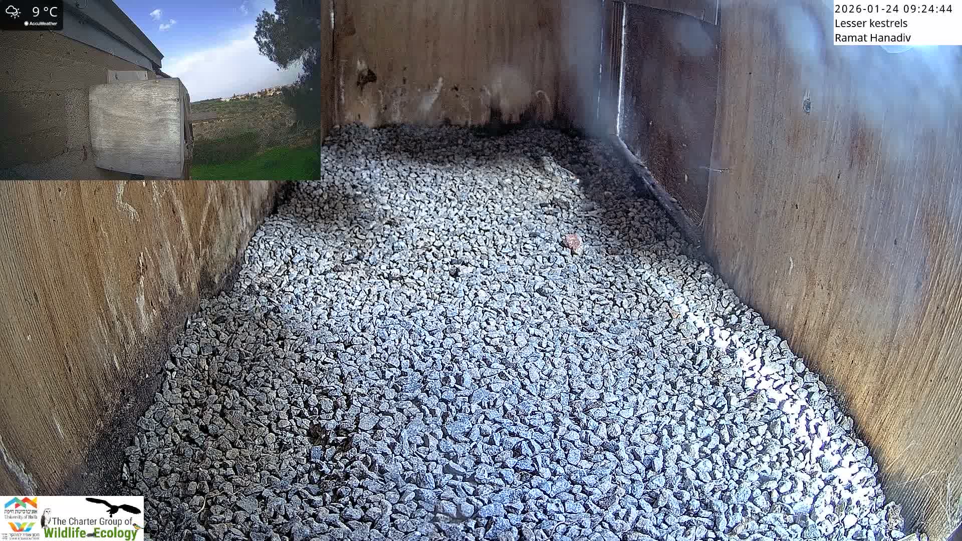 Ramat Hanadiv Plateau & Lesser Kestrel Feeding Live Cam - Ramat Hanadiv, Zikhron Ya'akov, Haifa, Israel