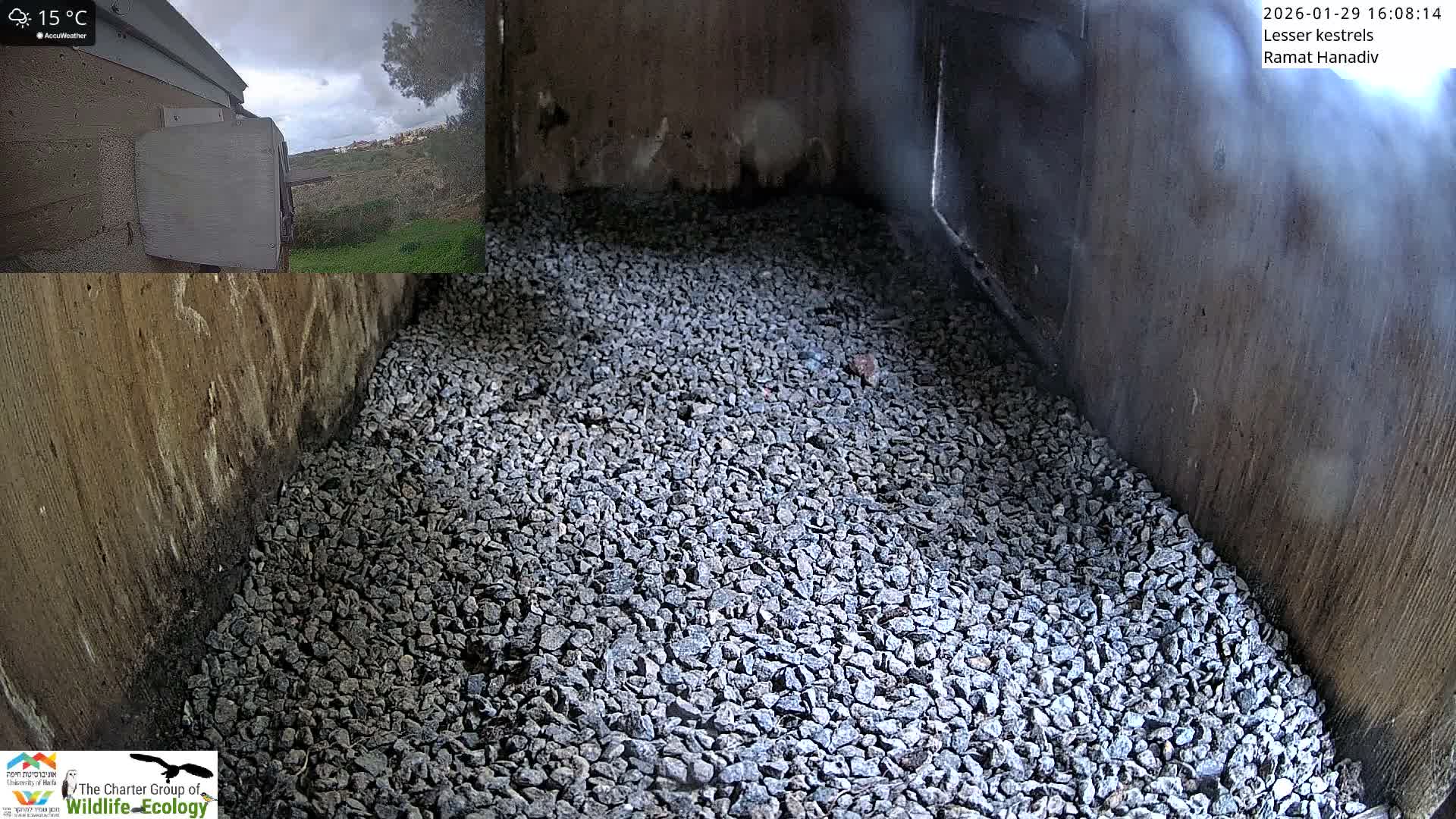 Ramat Hanadiv Plateau & Lesser Kestrel Feeding Live Cam - Ramat Hanadiv, Zikhron Ya'akov, Haifa, Israel