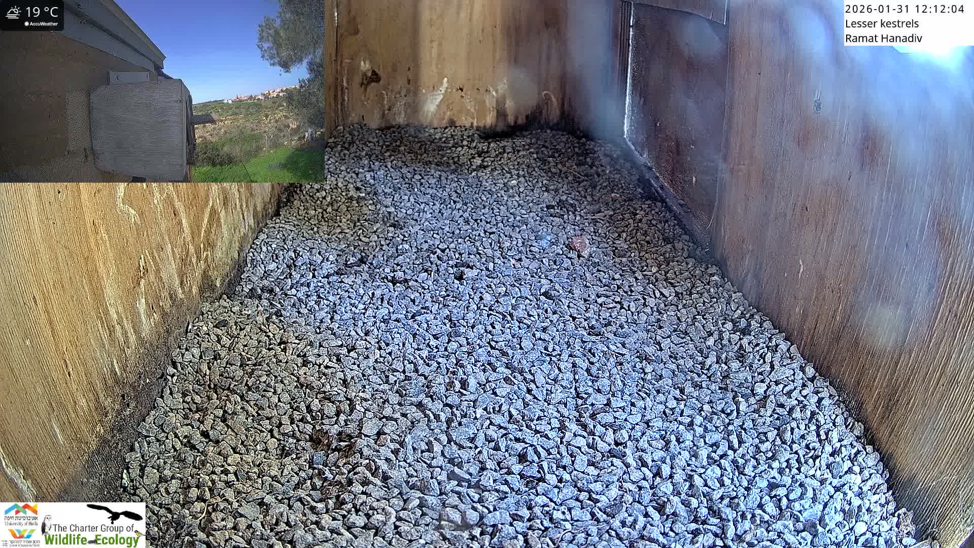 Ramat Hanadiv Plateau & Lesser Kestrel Feeding Live Cam - Ramat Hanadiv, Zikhron Ya'akov, Haifa, Israel