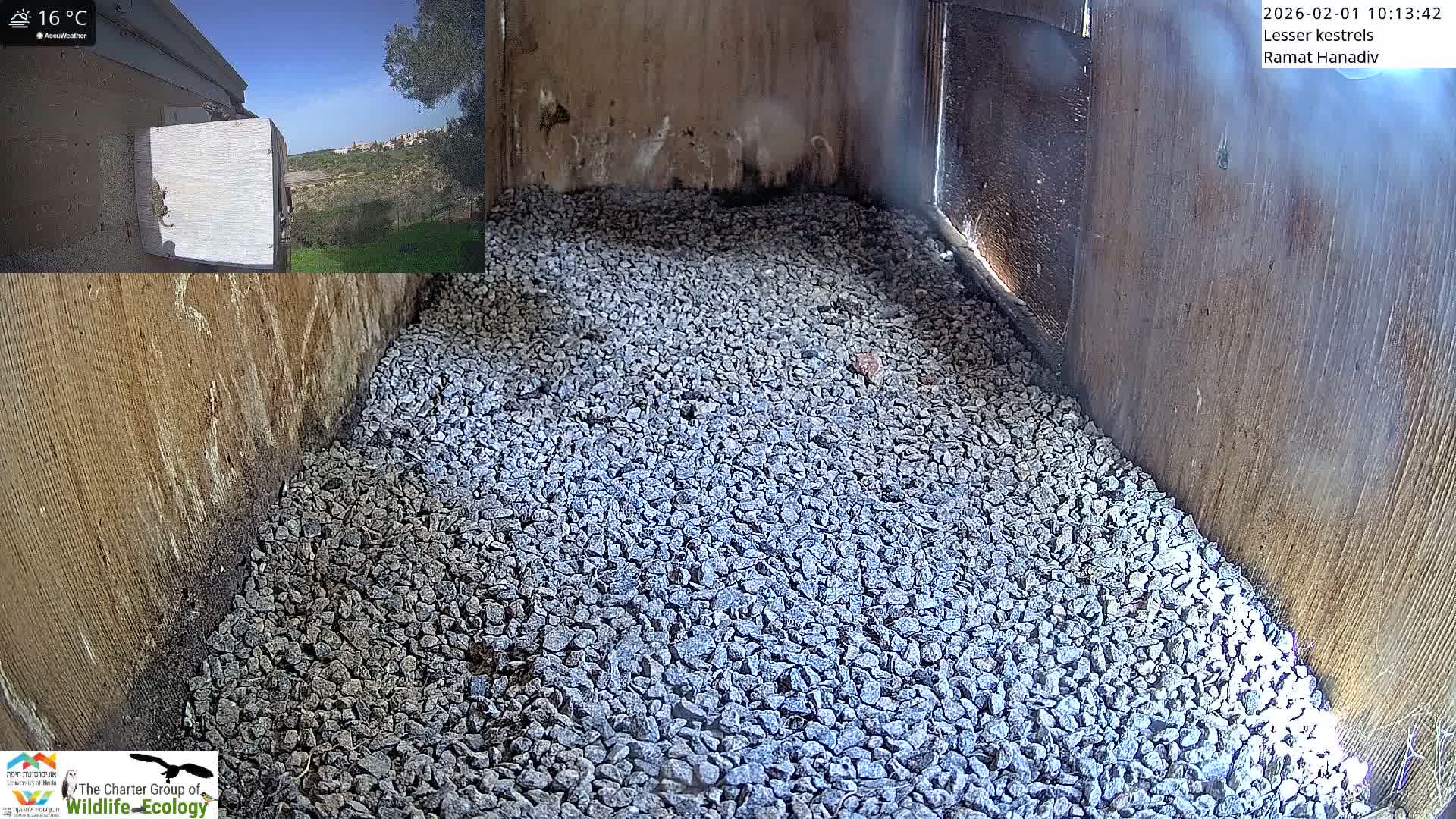 Ramat Hanadiv Plateau & Lesser Kestrel Feeding Live Cam - Ramat Hanadiv, Zikhron Ya'akov, Haifa, Israel