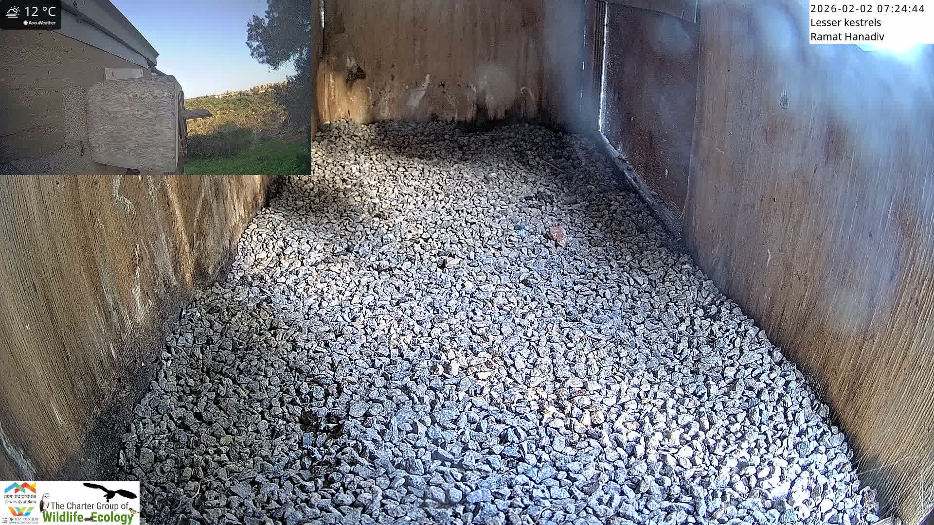 Ramat Hanadiv Plateau & Lesser Kestrel Feeding Live Cam - Ramat Hanadiv, Zikhron Ya'akov, Haifa, Israel