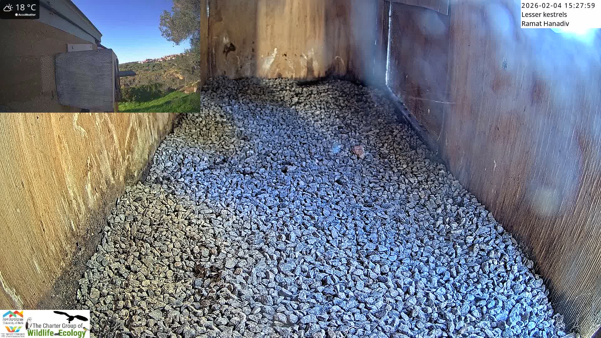 Ramat Hanadiv Plateau & Lesser Kestrel Feeding Live Cam - Ramat Hanadiv, Zikhron Ya'akov, Haifa, Israel