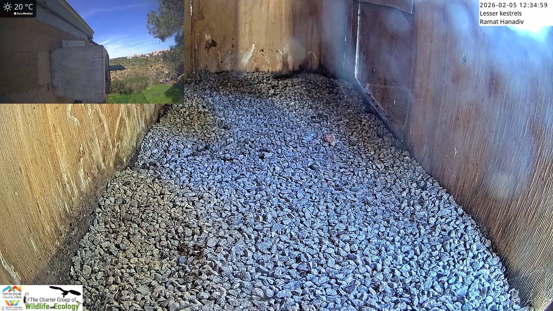 Ramat Hanadiv Plateau & Lesser Kestrel Feeding Live Cam - Ramat Hanadiv, Zikhron Ya'akov, Haifa, Israel